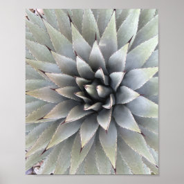 Agave Plant Succulent Blue Cacti Tequila woestijn Poster