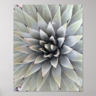Agave Plant Succulent Blue Cacti Tequila woestijn Poster