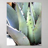 Agave Plant Succulent Blue Cacti Tequila woestijn Poster (Voorkant)