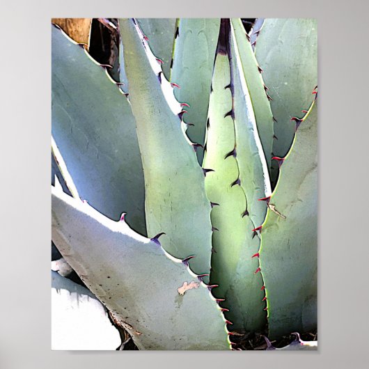 Agave Plant Succulent Blue Cacti Tequila woestijn Poster (Voorkant)