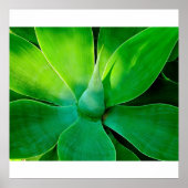 Agave Poster (Voorkant)