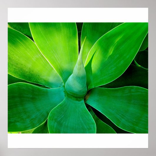 Agave Poster (Voorkant)