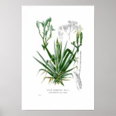 Agave Poster (Voorkant)