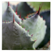 Agave potatorum Tile Tegeltje (Voorkant)