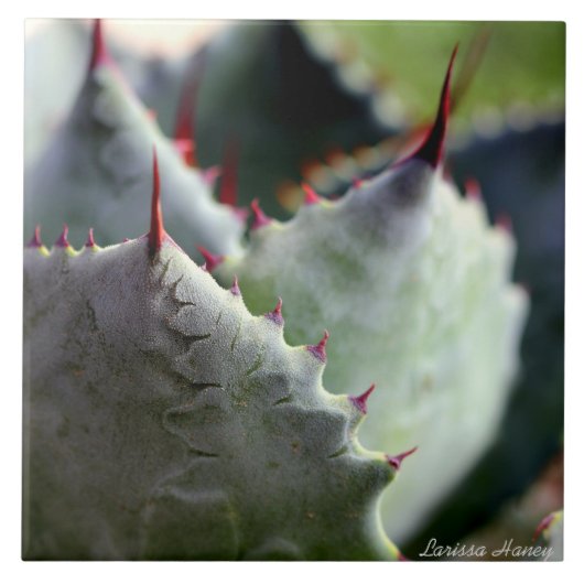 Agave potatorum Tile Tegeltje (Voorkant)