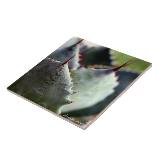 Agave potatorum Tile Tegeltje (Zijkant)