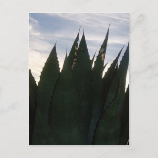 Agave Skyroraketten Briefkaart