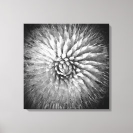 Agave Spikes Black en White Southwest Canvas Afdruk