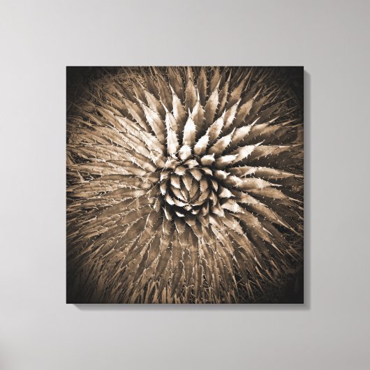 Agave Spikes Sepia Print op Canvas 22" x 22" (Voorkant)