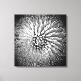 Agave Spikes Zwart en Wit Zuidwesten Canvas Afdruk