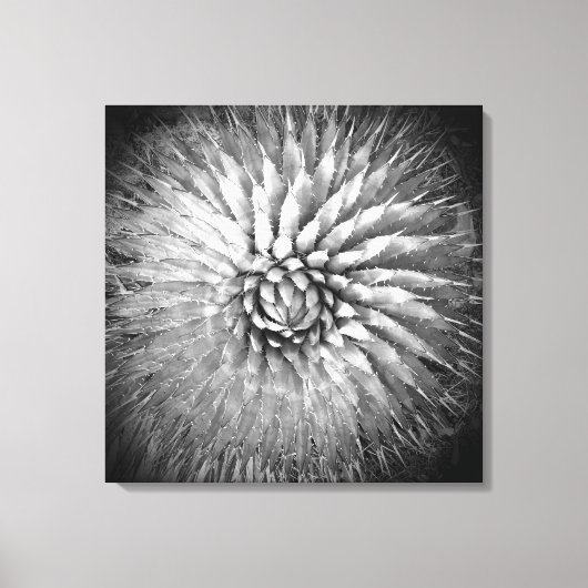 Agave Spikes Zwart en Wit Zuidwesten Canvas Afdruk (Voorkant)