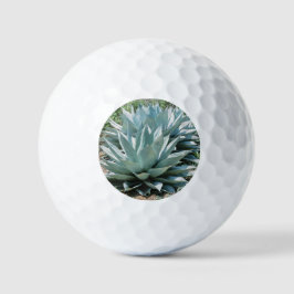 Agave Succulent Plant Cactus Green sage Golfballen