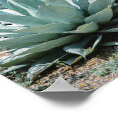 Agave Succulent Plant Cactus Green sage grijs Poster (Hoek)