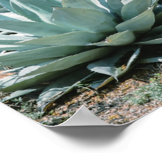 Agave Succulent Plant Cactus Green sage grijs Poster (Hoek)