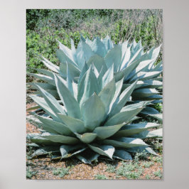 Agave Succulent Plant Cactus Green sage grijs Poster