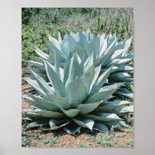 Agave Succulent Plant Cactus Green sage grijs Poster (Voorkant)