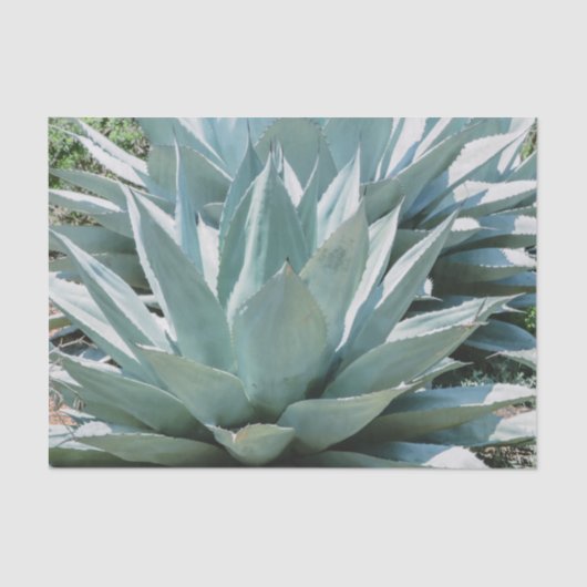 Agave Succulent Plant Cactus Green sage grijs Tissuepapier (Voorkant)