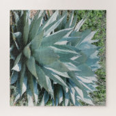 Agave Succulent Plant Cactus Green sage Legpuzzel (Horizontaal)