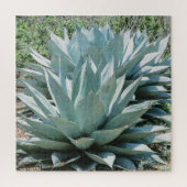 Agave Succulent Plant Cactus Green sage Legpuzzel (Verticaal)