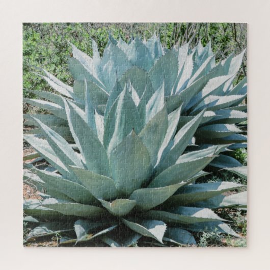 Agave Succulent Plant Cactus Green sage Legpuzzel (Verticaal)