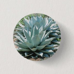 Agave Succulent Plant Cactus Green sage Ronde Button 3,2 Cm