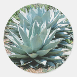 Agave Succulent Plant Cactus Green sage Ronde Sticker