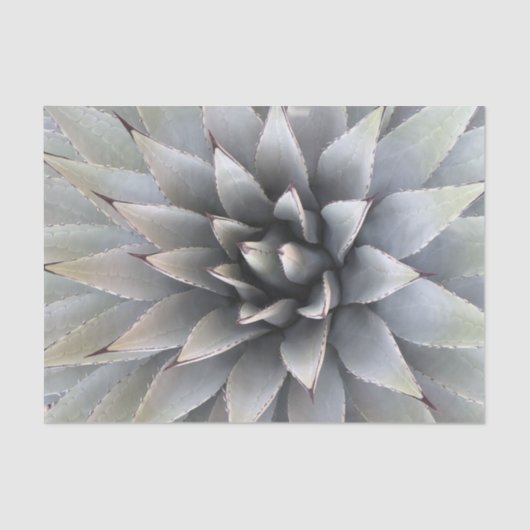 Agave Succulent Plant Cactus Green sage Tissuepapier (Voorkant)