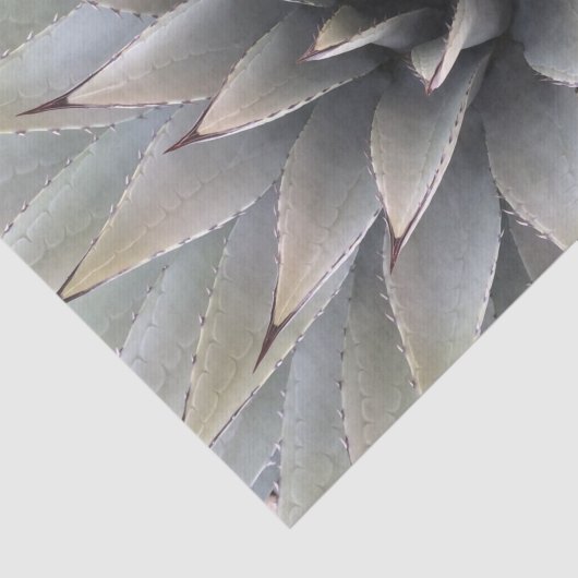 Agave Succulent Plant Cactus Green sage Tissuepapier (Detail)