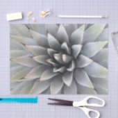 Agave Succulent Plant Cactus Green sage Tissuepapier (Craft)