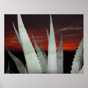 Agave Sunset Poster
