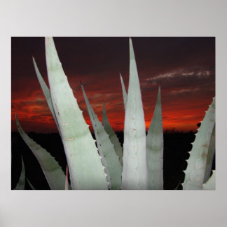Agave Sunset Poster