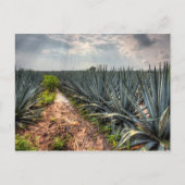 Agave Tequilana Briefkaart (Voorkant)