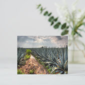 Agave Tequilana Briefkaart (Staand voorkant)