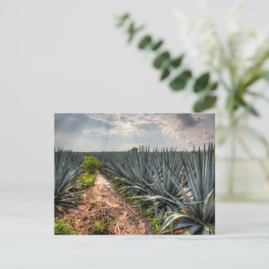 Agave Tequilana Briefkaart (Staand voorkant)