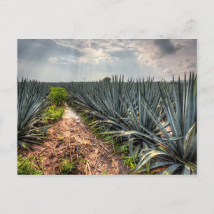 Agave Tequilana Briefkaart