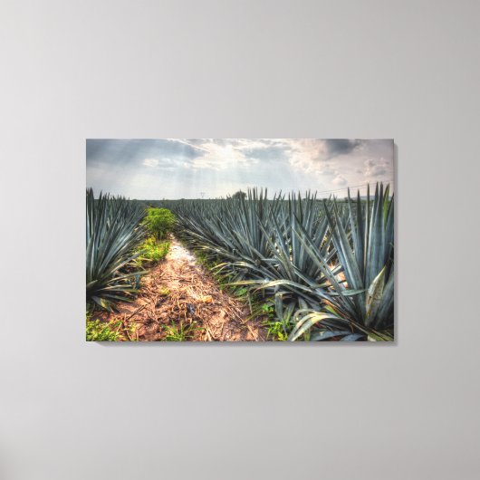 Agave Tequilana Canvas Afdruk (Voorkant)