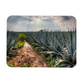 Agave Tequilana Magneet (Horizontaal)