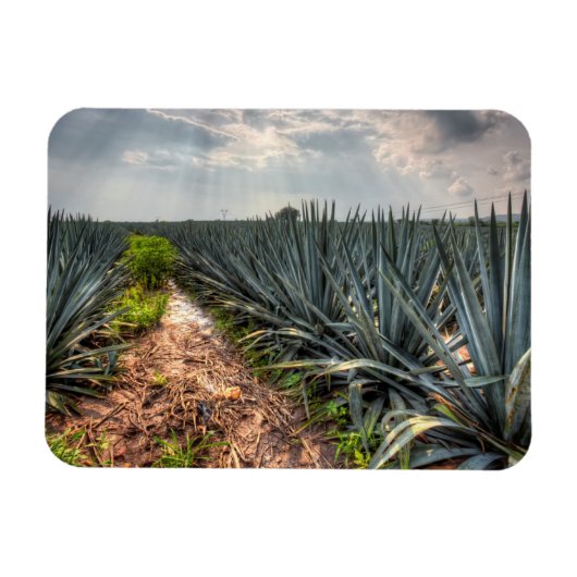 Agave Tequilana Magneet (Horizontaal)