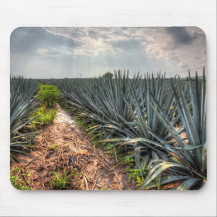 Agave Tequilana Muismat