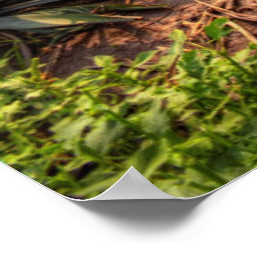 Agave Tequilana Poster (Hoek)