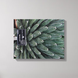 Agave Victoria Plant Foto Verpakte Canvas Print