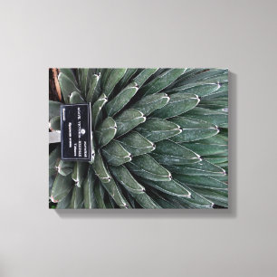 Agave Victoria Plant Foto Verpakte Canvas Print