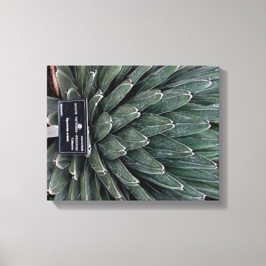 Agave Victoria Plant Foto Verpakte Canvas Print (Voorkant)