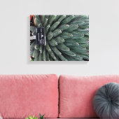 Agave Victoria Plant Foto Verpakte Canvas Print (Insitu (Woonkamer))