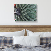 Agave Victoria Plant Foto Verpakte Canvas Print (Insitu (Slaapkamer))