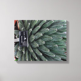 Agave Victoria Plant Foto Verpakte Canvas Print