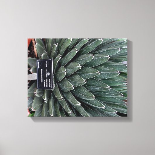Agave Victoria Plant Foto Verpakte Canvas Print (Voorkant)