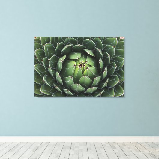 Agave victoriae-reginae Canvas Print (Insitu (Houten vloer))