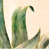 Agave Waterverf schilderij Zuidwesten Sage Groen Foto Afdruk