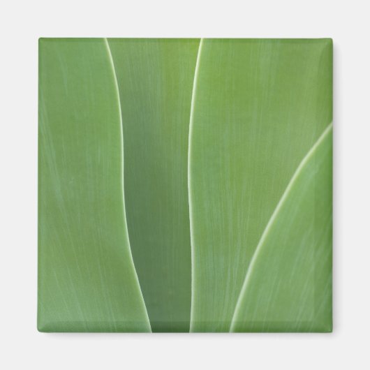 Agaveplant Close-up Magneet (Voorkant)